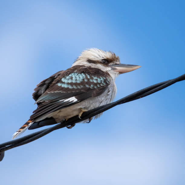 istock Laughing Kookaburra perched on a telephone wire 1333901379