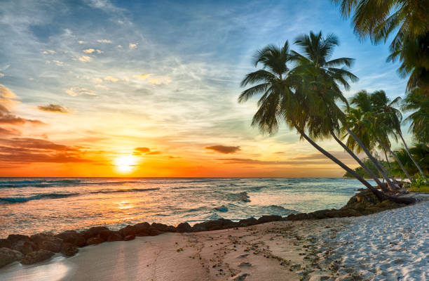 hermosa puesta de sol vívida sobre la palma de coco en barbados - barbados fotografías e imágenes de stock