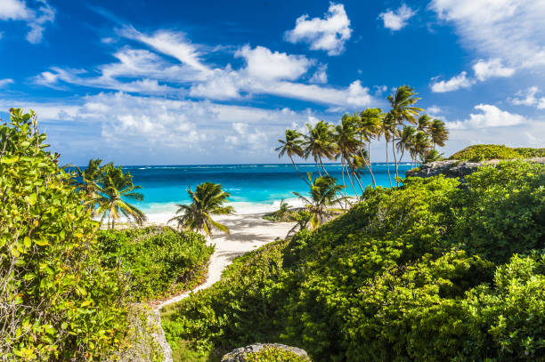istock Bottom Bay beach in Barbados 1333902131