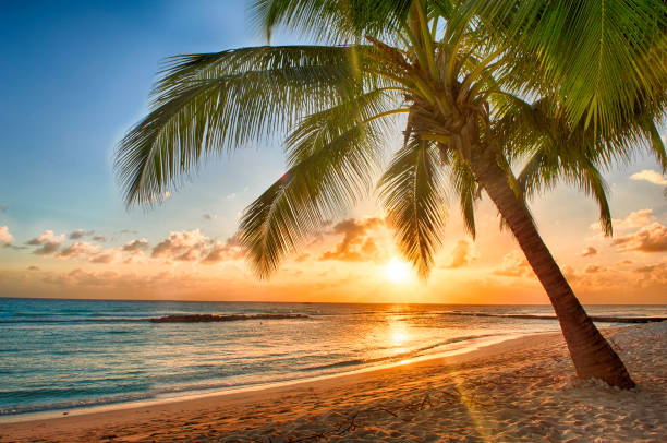 istock Beautiful vivid sunset over the coco palm in Barbados 1333902175