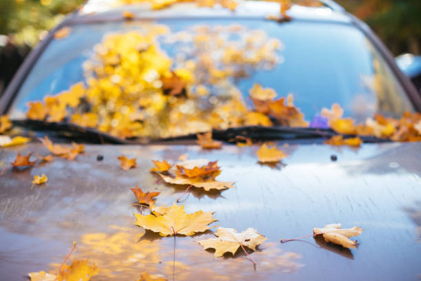 istock Fallen yellow maple leaves lying on car windshield and hood in sunny weather, front view, soft focus 1333903010