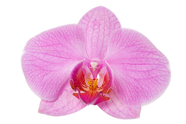 istock pink orchid blossom isolated on white 133390303