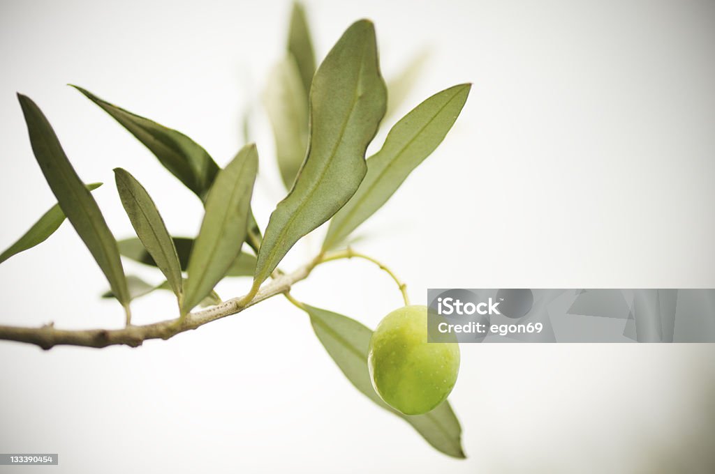 olive branch - Lizenzfrei Ast - Pflanzenbestandteil Stock-Foto