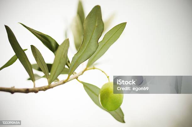Olive Branch Stockfoto und mehr Bilder von Ast - Pflanzenbestandteil - Ast - Pflanzenbestandteil, Bildschärfe, Blatt - Pflanzenbestandteile