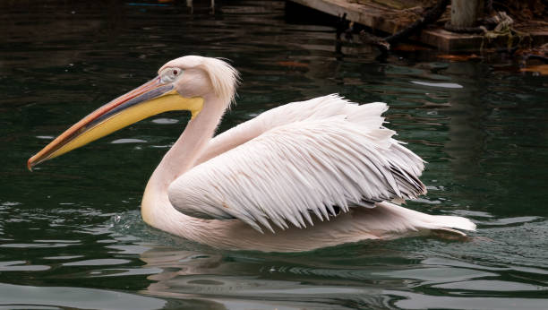 istock American White Pelican 1333906906