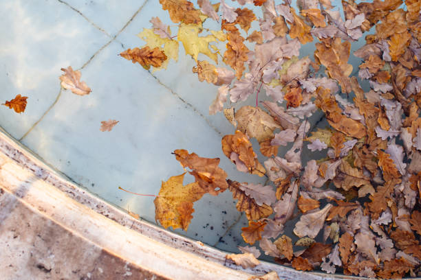 maple leaves in the city fountain. autumn atmosphere. the concept of the autumn season. bright leaves on the background of water.