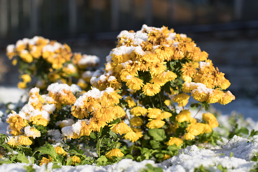 View of autumn blooming yellow chrysanthemum flowers covered with first snow in sunny day, selective soft focus. Changing seasons in nature