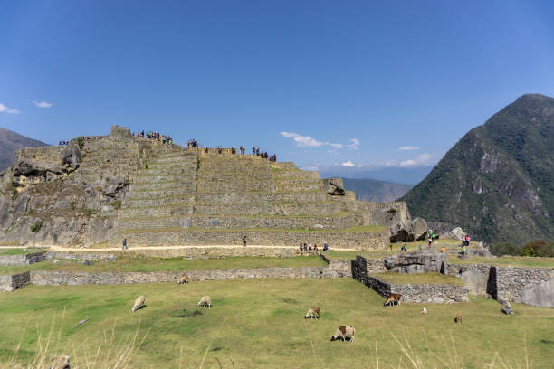 istock A Llama living in Machu Picchu 1333907158