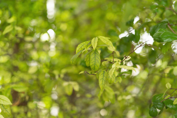 istock Nature green tree in forest or park with sunlight flare. Pattern texture background in spring season in ecology, holiday vacation and travel concept. Fresh relaxation. 1333907419