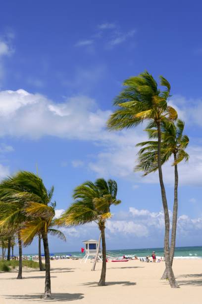 palmiers de plage tropicale de fort lauderdale - fort bay photos et images de collection