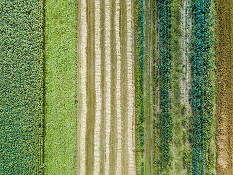 Imagen aérea de drones de campos con crecimiento de cultivos diversos basado en el principio del policultivo y la permacultura photo