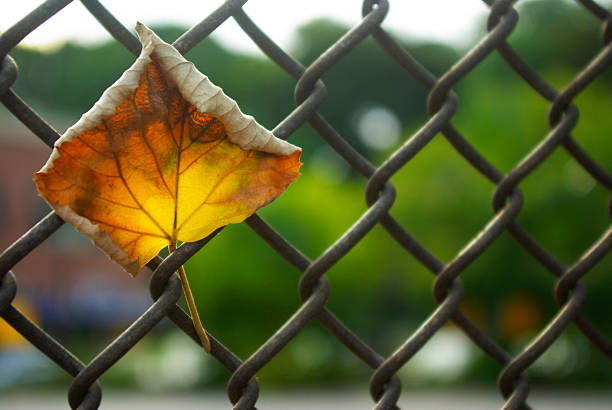 сухое осенний лист, оказавшихся в которой - chainlink fence fence leaf leaf vein стоковые фото и изображения