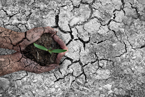 The dry, cracked hand from the dry ground on dead soil background.Concept of global warming.