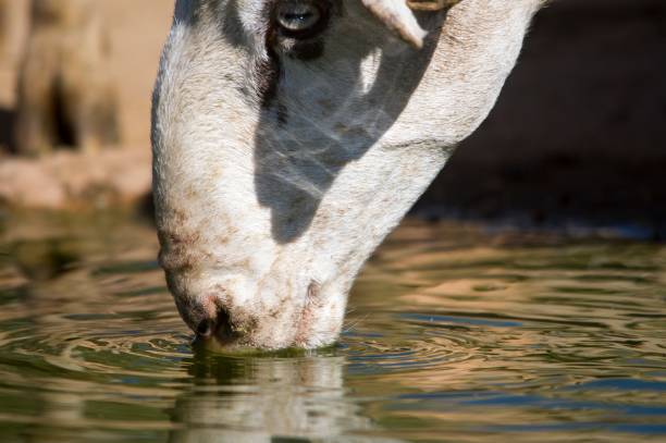 istock Domestic animals in their environment 1333910376
