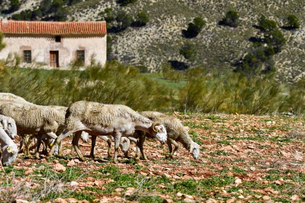 istock Domestic animals in their environment 1333910387