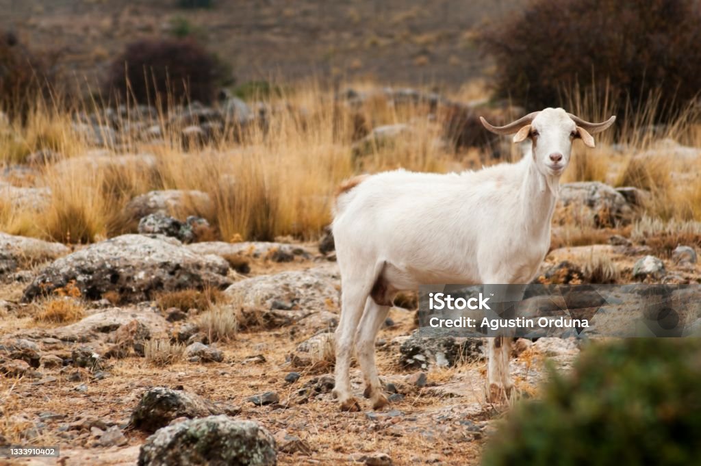 Domestic Animals In Their Environment Stock Photo - Download Image Now - Agriculture, Animal, Animal Wildlife - iStock Domestic Animals In Their Environment Stock Photo - Download Image Now - Agriculture, Animal, Animal Wildlife - iStock