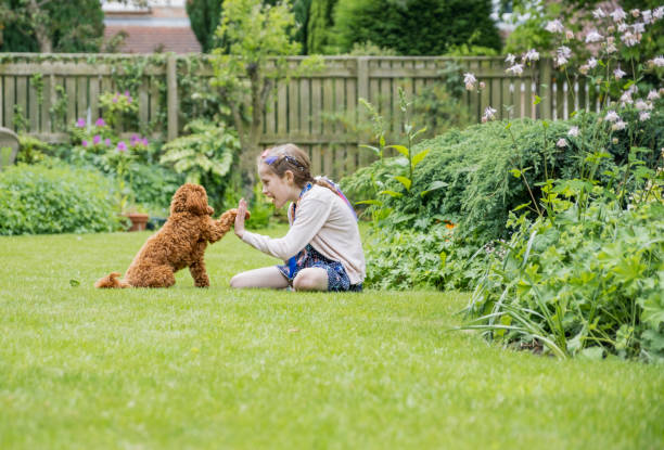 mała dziewczynka i jej pies - front or back yard zdjęcia i obrazy z banku zdjęć