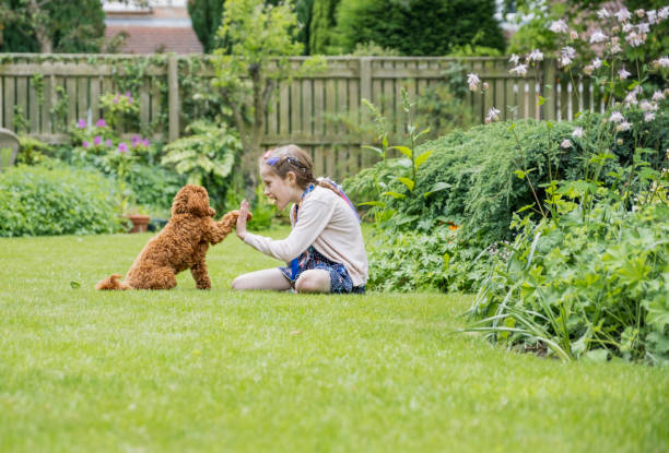 маленькая девочка и ее собака - garden love стоковые фото и изображения