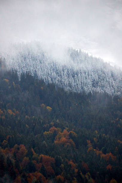 mountain and trees with snow and fog