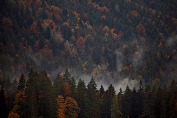 mountain and trees with snow and fog