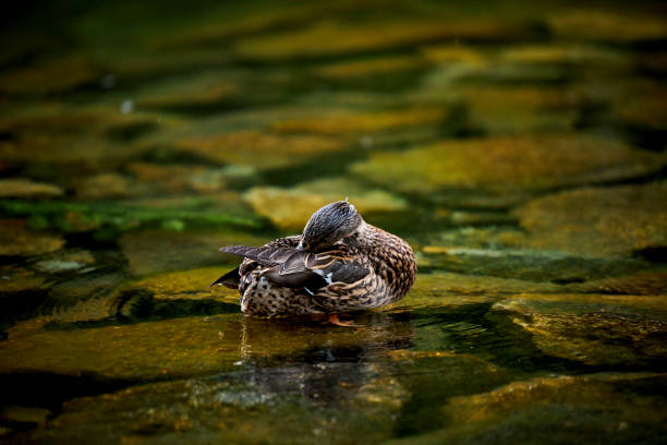 Female mallard duck cleaning itself on a lake
