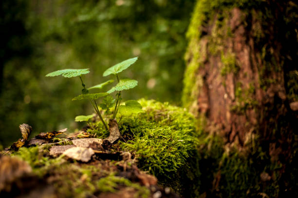 leaves growing from a tree branch in a forest