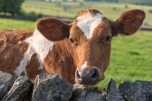 Ayrshire cow looking at the camera over a dry stone wall.