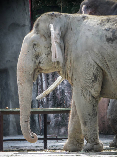 Delhi Zoo Stock Photos, Pictures & Royalty-Free Images - iStock Delhi Zoo Stock Photos, Pictures & Royalty-Free Images - iStock