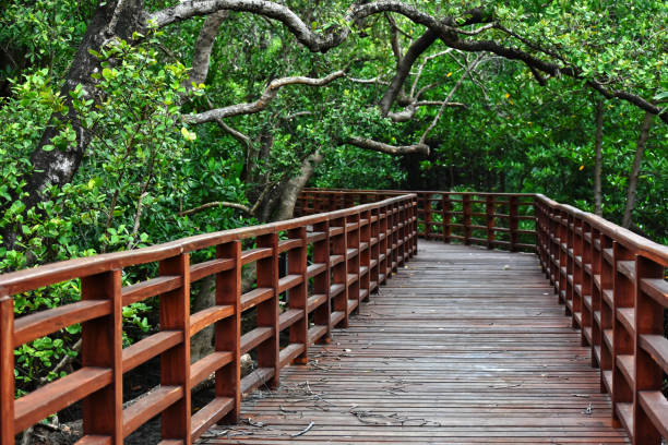 istock wooden bridge, green forest walkway 1333914294