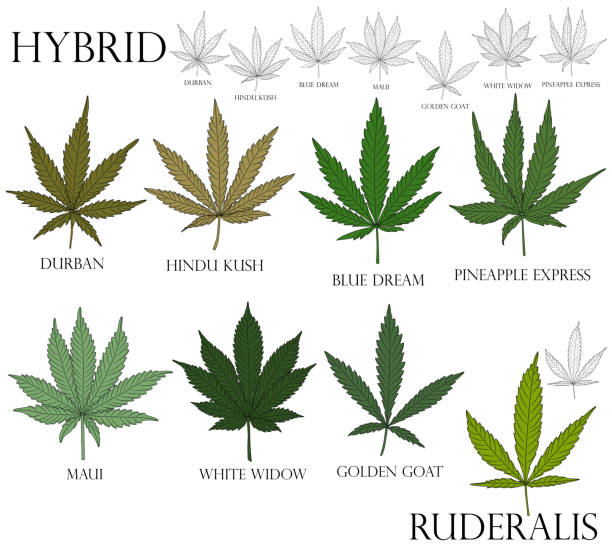 how different weed strains compare