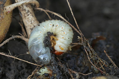 Larva of the May beetle. Common Cockchafer or May Bug. Melolontha.