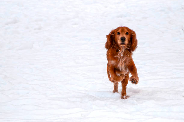 pies angielskiej rasy cocker-spaniel biegnie na widza . jest miejsce na przestrzeń copi - cocker_spaniel zdjęcia i obrazy z banku zdjęć