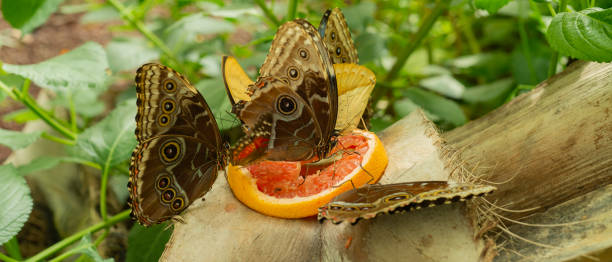 istock Group of butterflies 1333917250