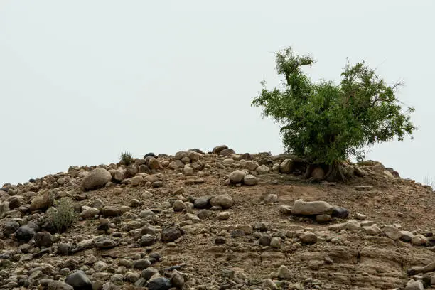 Small Tree Grown on a Mound with Stones Around at Sakhi Sarwar Southern Punjab Pakistan
