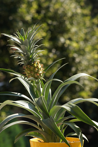 Pineapple plant in the flower pot