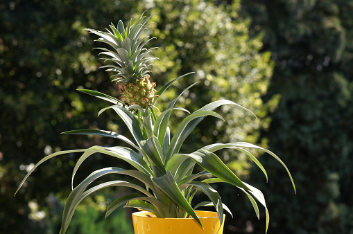 Pineapple plant in the flower pot