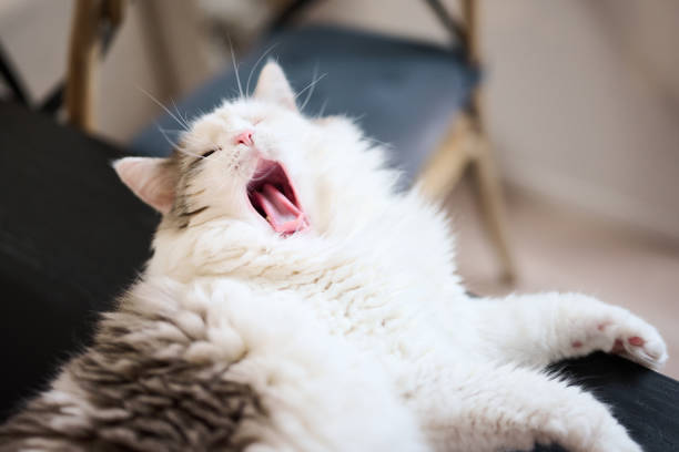 istock Close up of white cat yawning on dining table 1333917575