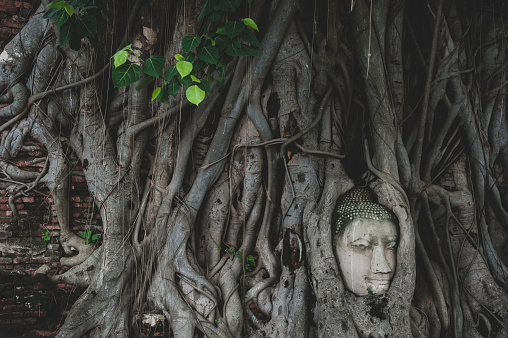 Buddha head in the tree roots at Wat Mahathat Temple, Ayuthaya Province, Thailand.