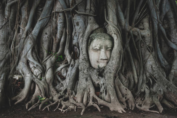 istock Buddha face in the root of an ancient Buddhist tree, Ayuthaya Thailand 1333918298