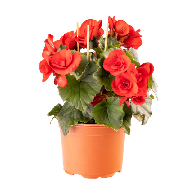 istock Red begonia in full bloom 1333920486