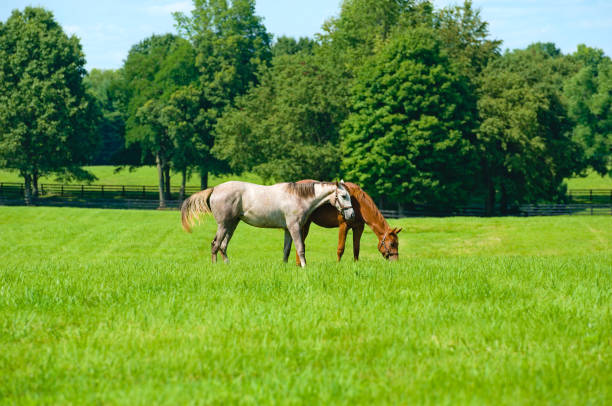 istock Horses grazing in a field 1333920925