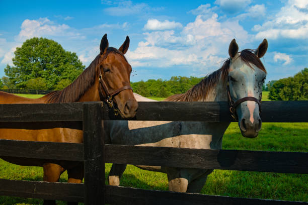istock A pair of horses 1333920927