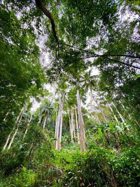 istock Biodiversity of Mayotte 1333922190