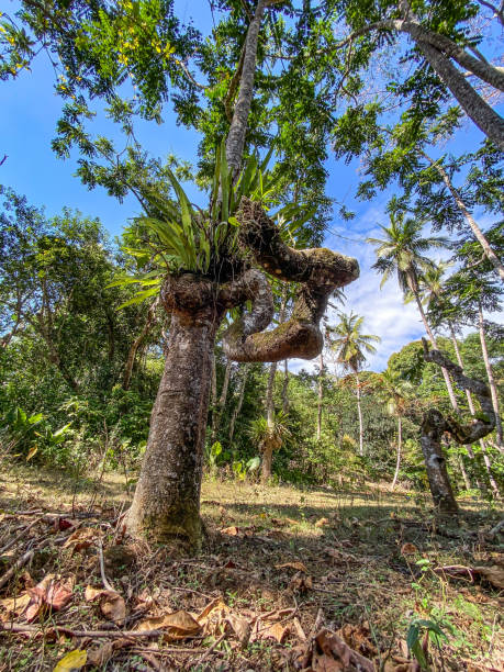 istock Biodiversity of Mayotte 1333922380