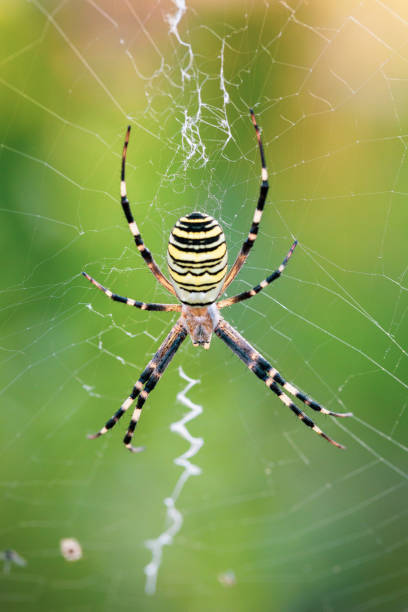 istock Yellow Garden Spider macro close up 1333923701
