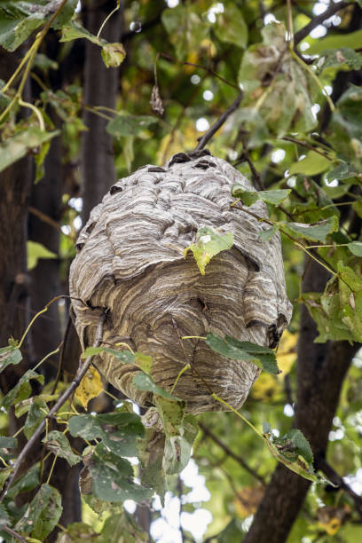istock wasp's nest is hanging on a tree and wasps are crawling 1333923822