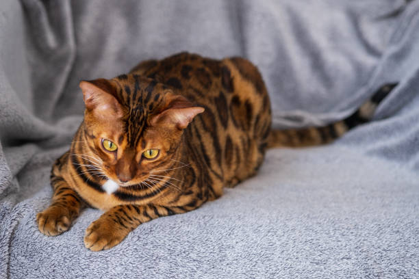 istock Portrait of a bengal cat 1333924003