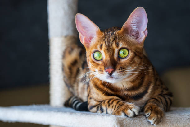 istock Portrait of a bengal cat 1333924004