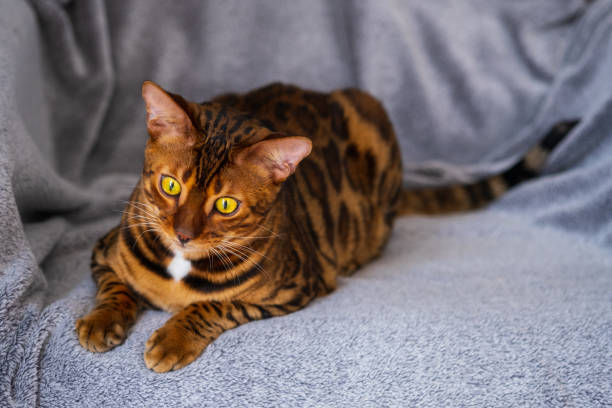istock Portrait of a bengal cat 1333924012