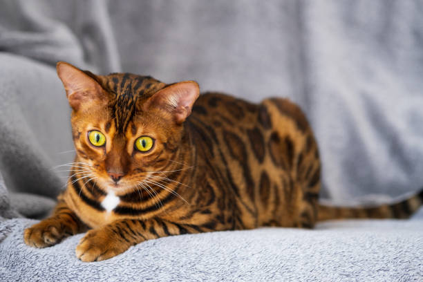 istock Portrait of a bengal cat 1333924013